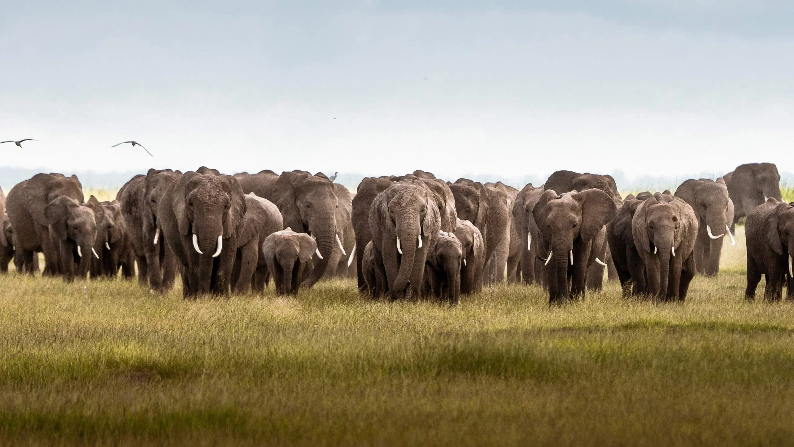 Kenya safari wildlife - African elephant in Serengeti National Park