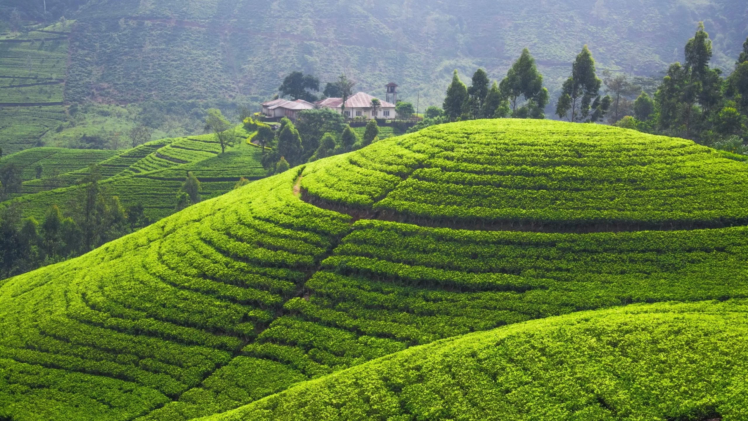 Sri Lanka tropical island - Tea plantations, beaches and ancient Buddhist temples