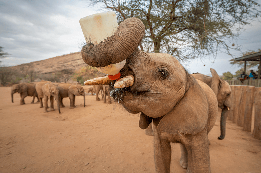 Reteti Elephant Orphanage