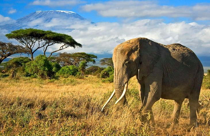 Kenya Amboseli National Park